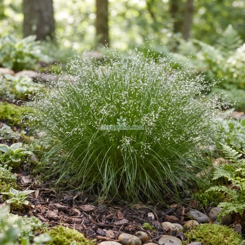 Fiber Optic Grass Seeds - Isolepis Cernua