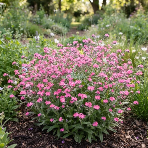 Forget Me Not Chinese Pink Seeds - Cynoglossum Amabile