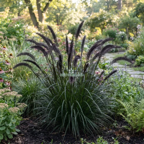 Fountain Grass Black Seeds - Pennisetum Alopecuroides Viridescens