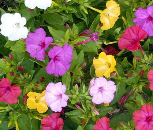 Four O'Clock Seeds - Mirabilis Jalapa