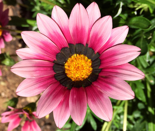 Gazania Garden Leader Pink Seeds - Gazania Rigens