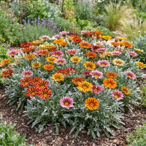 Gazania Logro Striped Mix Seeds - Gazania Rigens