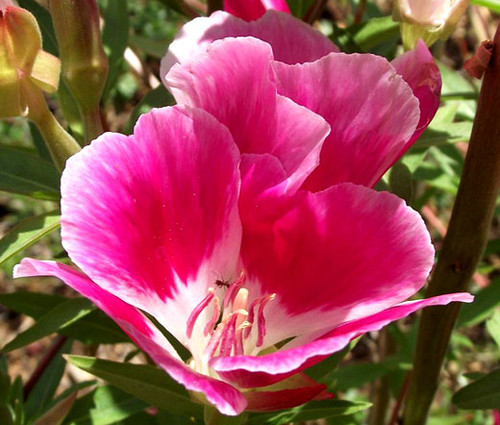 Godetia Dwarf Farewell to Spring Seeds - Clarkia Amoena 2