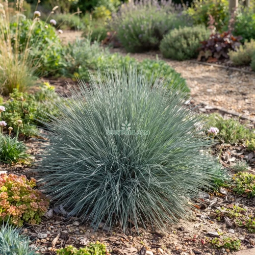 Grey Hair Grass Spiky Blue Seeds - Corynephorus Canescens