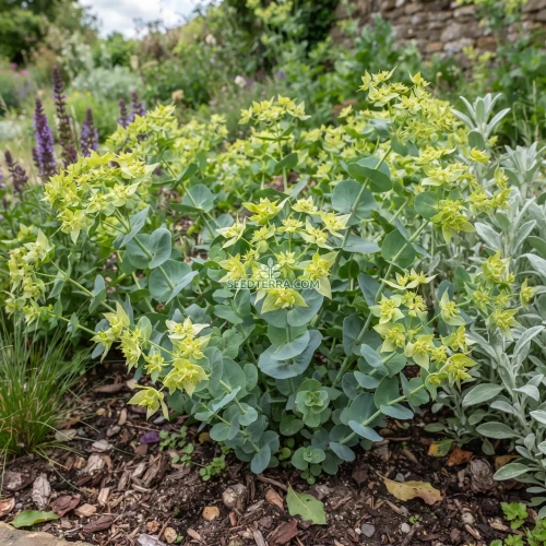 Hare's Ear Seeds - Bupleurum Rotundifolium Griffithii