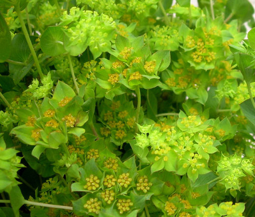 Hare's Ear Seeds - Bupleurum Rotundifolium Griffithii 2