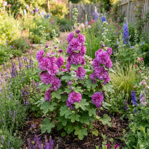 Hollyhock Queeny Purple Seeds - Alcea Rosea