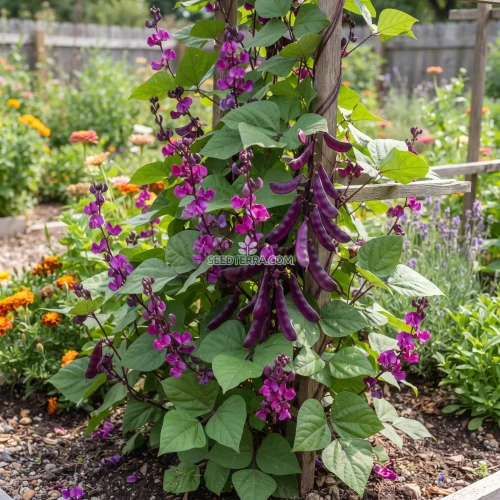 Hyacinth Bean Non GMO Seeds - Lablab Purpureus