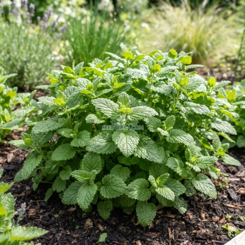 Lemon Balm Non GMO Seeds - Melissa Officinalis