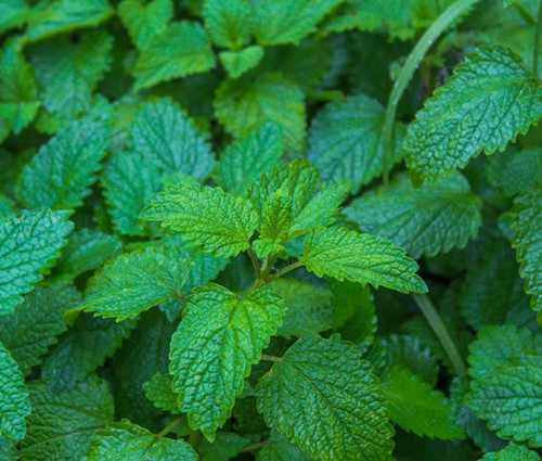 Lemon Balm Non GMO Seeds - Melissa Officinalis