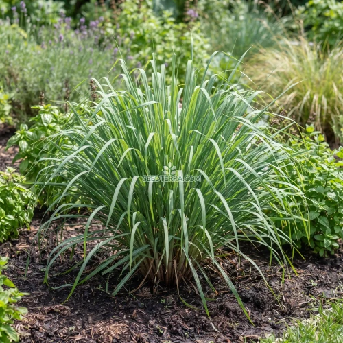 Lemon Grass East Indian Non GMO Seeds - Cymbopogon Flexuosus