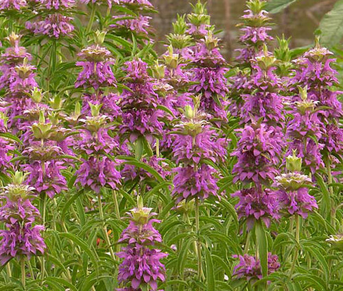 Lemon Mint Non GMO Seeds - Monarda Citriodora