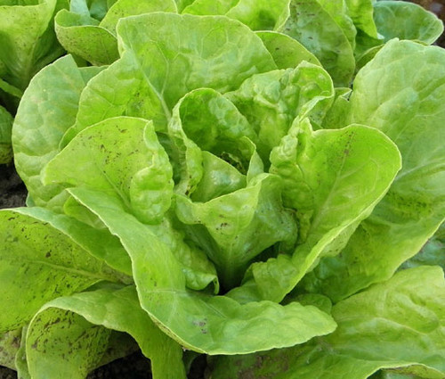 Lettuce Butterhead Bibb Slow Bolting Non GMO Seeds - Lactuca Sativa