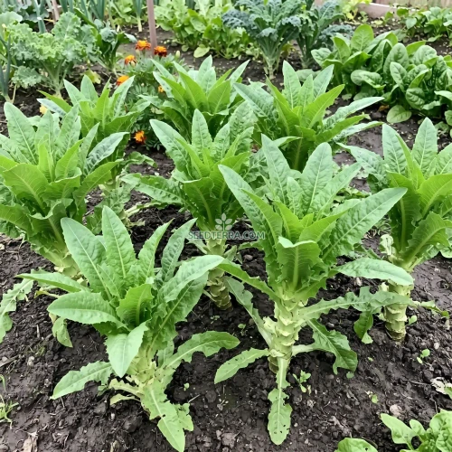 Lettuce Looseleaf Celtuce Non GMO Seeds - Lactuca Sativa