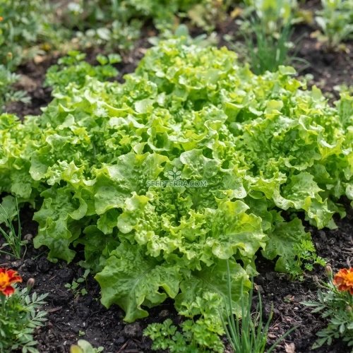 Lettuce Looseleaf Green Ice Non GMO Seeds - Lactuca Sativa