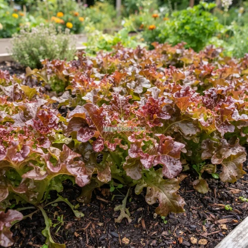 Lettuce Looseleaf Red Sails Non GMO Seeds - Lactuca Sativa