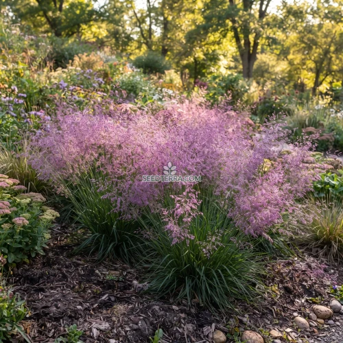 Love Grass Purple Seeds - Eragrostis Spectabilis