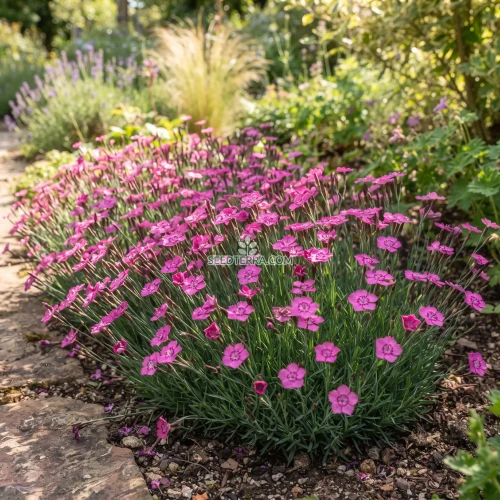 Maiden Pinks Seeds - Dianthus Deltoides