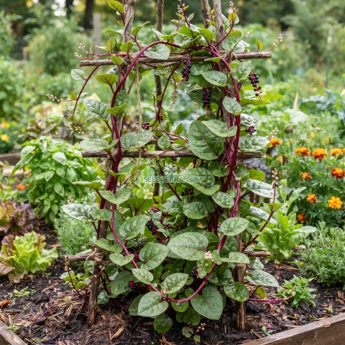 Malabar Spinach Red Stem Non GMO Seeds - Basella Rubra