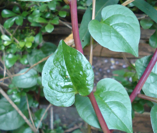 Malabar Spinach Red Stem Non GMO Seeds - Basella Rubra