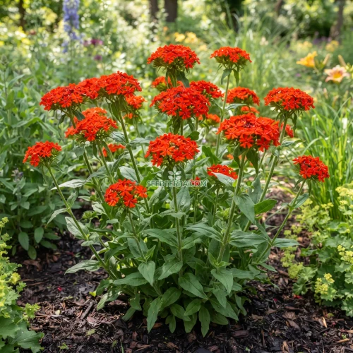 Maltese Cross Seeds - Lychnis Chalcedonica