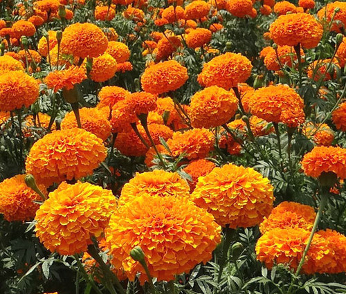 Marigold Crackerjack Mix Seeds - Tagetes Erecta