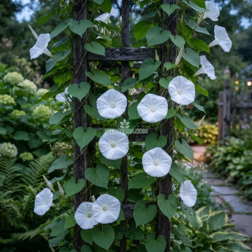 Moonflower Seeds - Ipomoea Alba