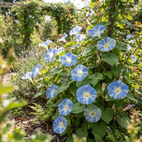 Morning Glory Flying Saucers Seeds - Ipomoea Tricolor