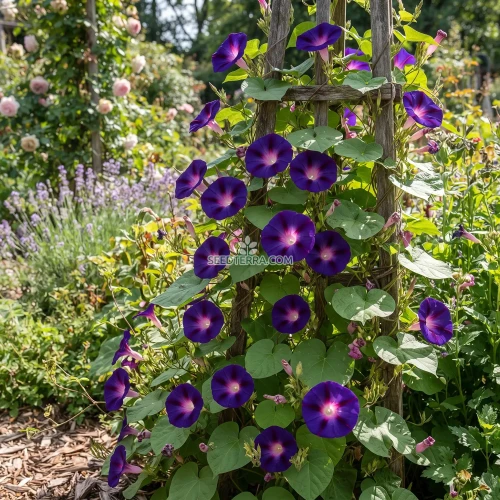 Morning Glory Grandpa Ott Seeds - Ipomoea Purpurea