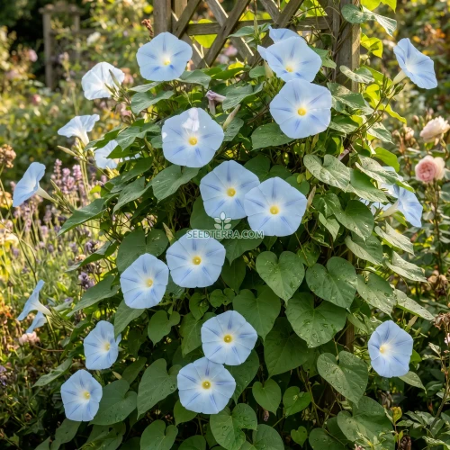 Morning Glory Ismay Seeds - Ipomoea Tricolor