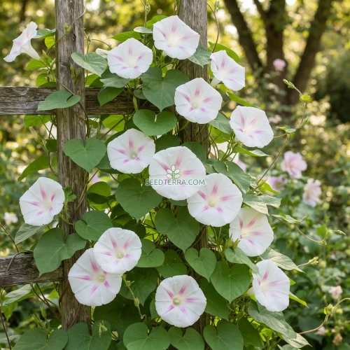Morning Glory Shiva Seeds - Ipomoea Purpurea