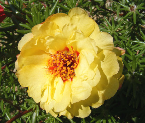 Moss Rose Yellow Seeds - Portulaca Grandiflora