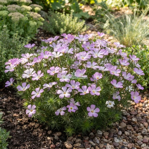 Mountain Phlox Seeds - Linanthus Grandiflorus