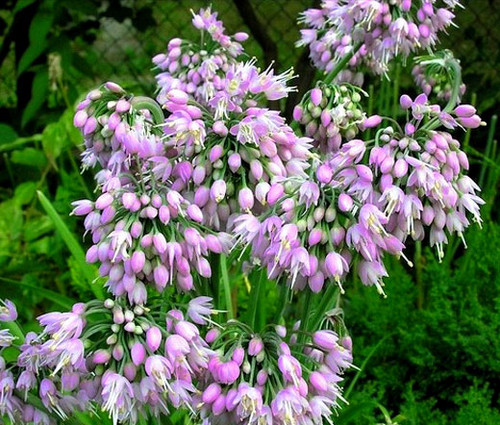 Nodding Pink Onion Non GMO Seeds - Allium Cernuum