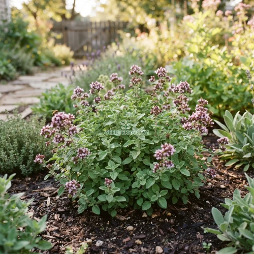 Oregano Italian Seeds - Origanum Vulgare
