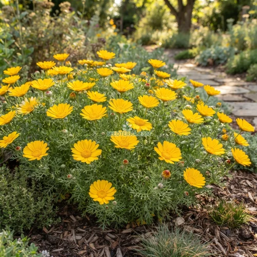 Palm Springs Daisy Seeds - Cladanthus Arabicus