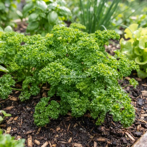 Parsley Moss Curled Seeds - Petroselinum Crispum