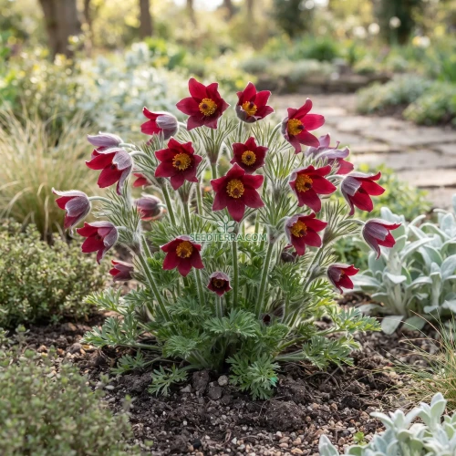 Pasque Flower Red Seeds - Pulsatilla Vulgaris Rubra
