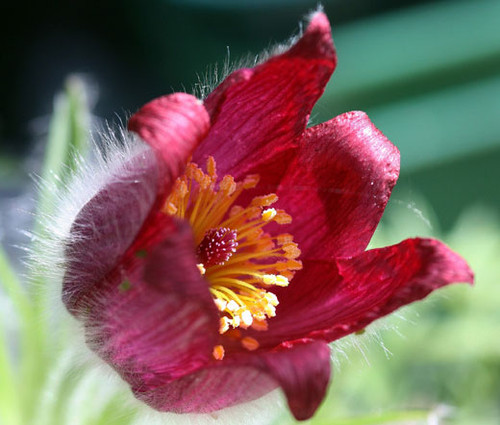 Pasque Flower Red Seeds - Pulsatilla Vulgaris Rubra