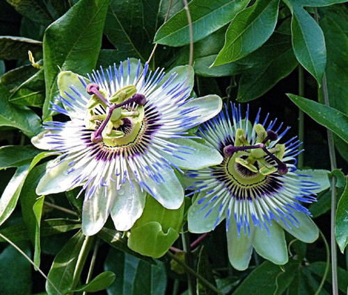Passion Flower Blue Seeds - Passiflora Caerulea
