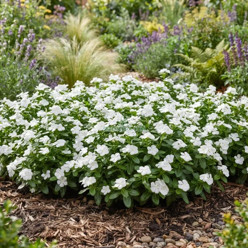 Periwinkle Dwarf White Little Blanche Seeds - Catharanthus Roseus
