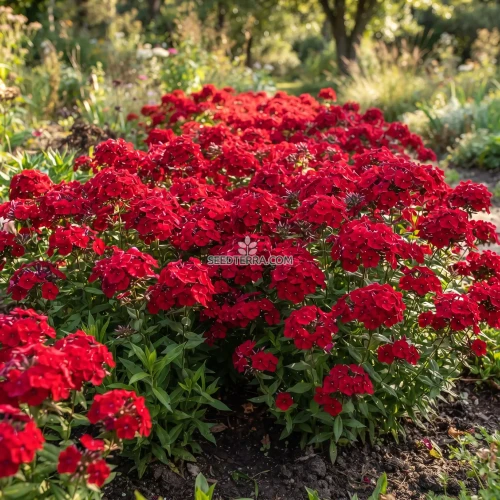 Phlox Red Seeds - Phlox Drummondii