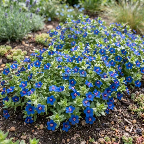 Pimpernel Blue Seeds - Anagallis Monelli