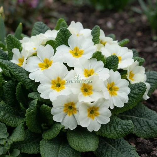 Primrose English Accord White Seeds - Primula Vulgaris