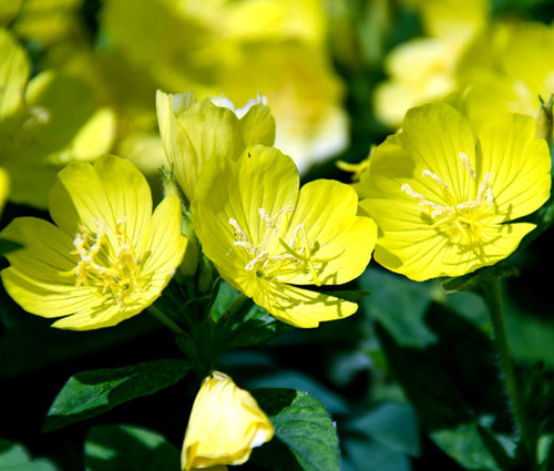 Primrose Evening Non GMO Seeds - Oenothera Lamarckiana