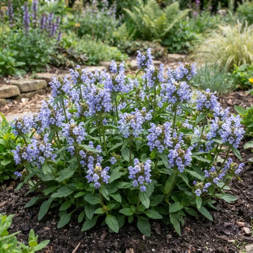 Prunella Self Heal Light Blue Non GMO Seeds - Prunella Grandiflora