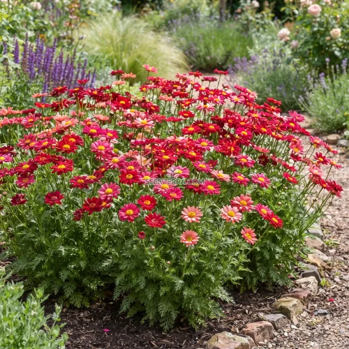 Pyrethrum Robinson's Mix Seeds - Chrysanthemum Coccineum