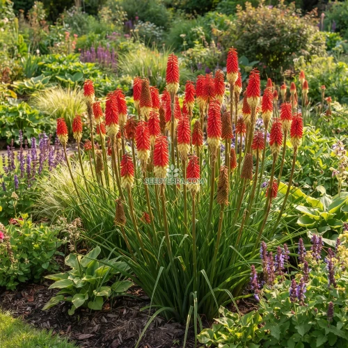 Red Hot Poker Torch Lily Seeds - Kniphofia Uvaria Royal Castle