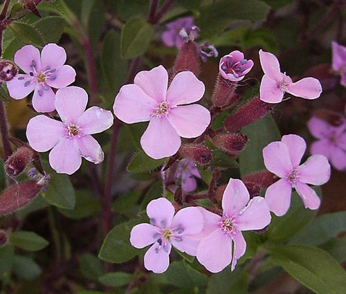 Rock Soapwort Pink Seeds - Saponaria Ocymoides  2