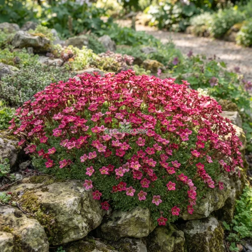 Rockfoil Rose Robe Seeds - Saxifraga Arendsii